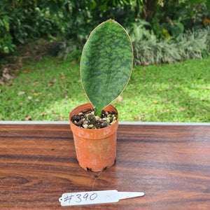#390 Sansevieria Masoniana