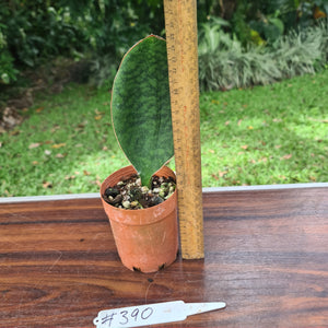 #390 Sansevieria Masoniana