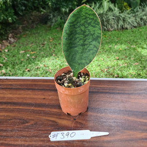 #390 Sansevieria Masoniana