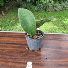 Load image into Gallery viewer, #27 Sansevieria Masoniana