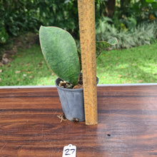 Load image into Gallery viewer, #27 Sansevieria Masoniana