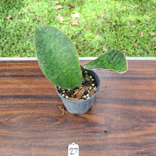 Load image into Gallery viewer, #27 Sansevieria Masoniana