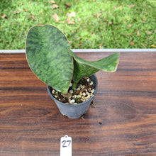 Load image into Gallery viewer, #27 Sansevieria Masoniana