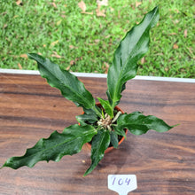 Load image into Gallery viewer, #104 Anthurium Plowmanii &#39;Wave of Love&#39;