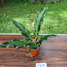 Load image into Gallery viewer, #104 Anthurium Plowmanii &#39;Wave of Love&#39;