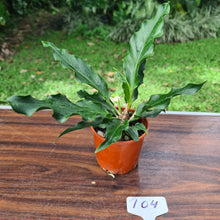 Load image into Gallery viewer, #104 Anthurium Plowmanii &#39;Wave of Love&#39;