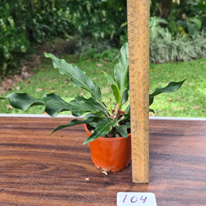 #104 Anthurium Plowmanii 'Wave of Love'