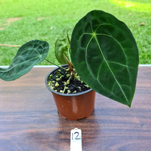 Load image into Gallery viewer, #12 Anthurium Forgetii (Pure)