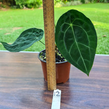 Load image into Gallery viewer, #12 Anthurium Forgetii (Pure)