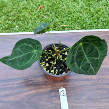 Load image into Gallery viewer, #12 Anthurium Forgetii (Pure)