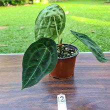 Load image into Gallery viewer, #12 Anthurium Forgetii (Pure)