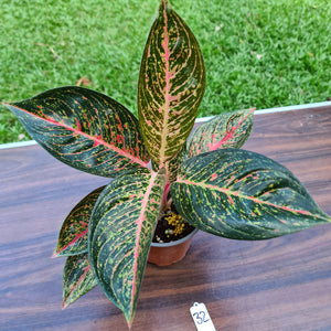 #32 Aglaonema Tiara