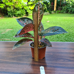 #32 Aglaonema Tiara