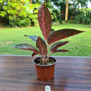 #32 Aglaonema Tiara