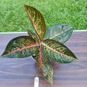 #32 Aglaonema Tiara