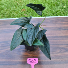 Load image into Gallery viewer, #503 Syngonium Erythrophyllum