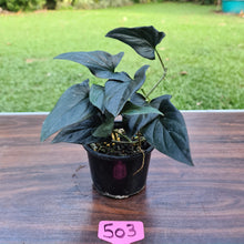 Load image into Gallery viewer, #503 Syngonium Erythrophyllum