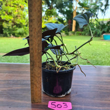 Load image into Gallery viewer, #503 Syngonium Erythrophyllum