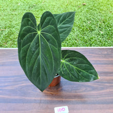 Load image into Gallery viewer, #100 Anthurium Papillilaminum x