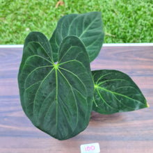 Load image into Gallery viewer, #100 Anthurium Papillilaminum x