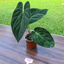 Load image into Gallery viewer, #100 Anthurium Papillilaminum x