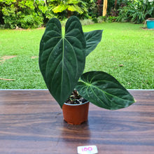Load image into Gallery viewer, #100 Anthurium Papillilaminum x