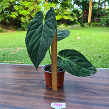 Load image into Gallery viewer, #100 Anthurium Papillilaminum x