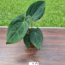 Load image into Gallery viewer, #10 Anthurium &#39;Dark Night&#39;