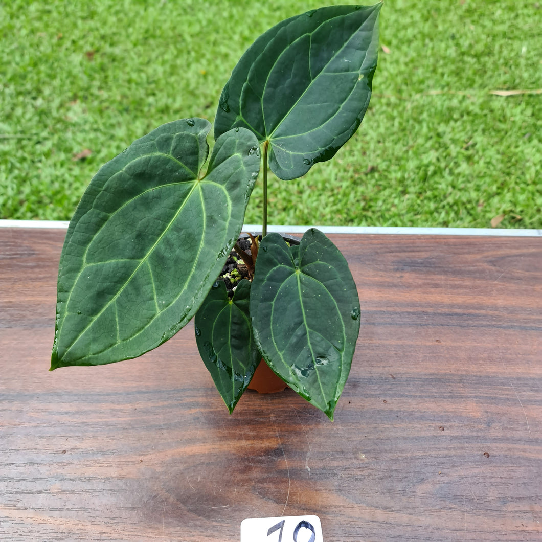 #10 Anthurium 'Dark Night'