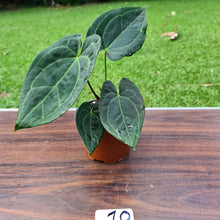 Load image into Gallery viewer, #10 Anthurium &#39;Dark Night&#39;