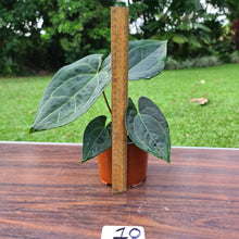 Load image into Gallery viewer, #10 Anthurium &#39;Dark Night&#39;
