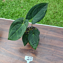 Load image into Gallery viewer, #10 Anthurium &#39;Dark Night&#39;