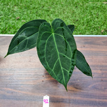 Load image into Gallery viewer, #92 Anthurium &#39;Dark Night&#39;