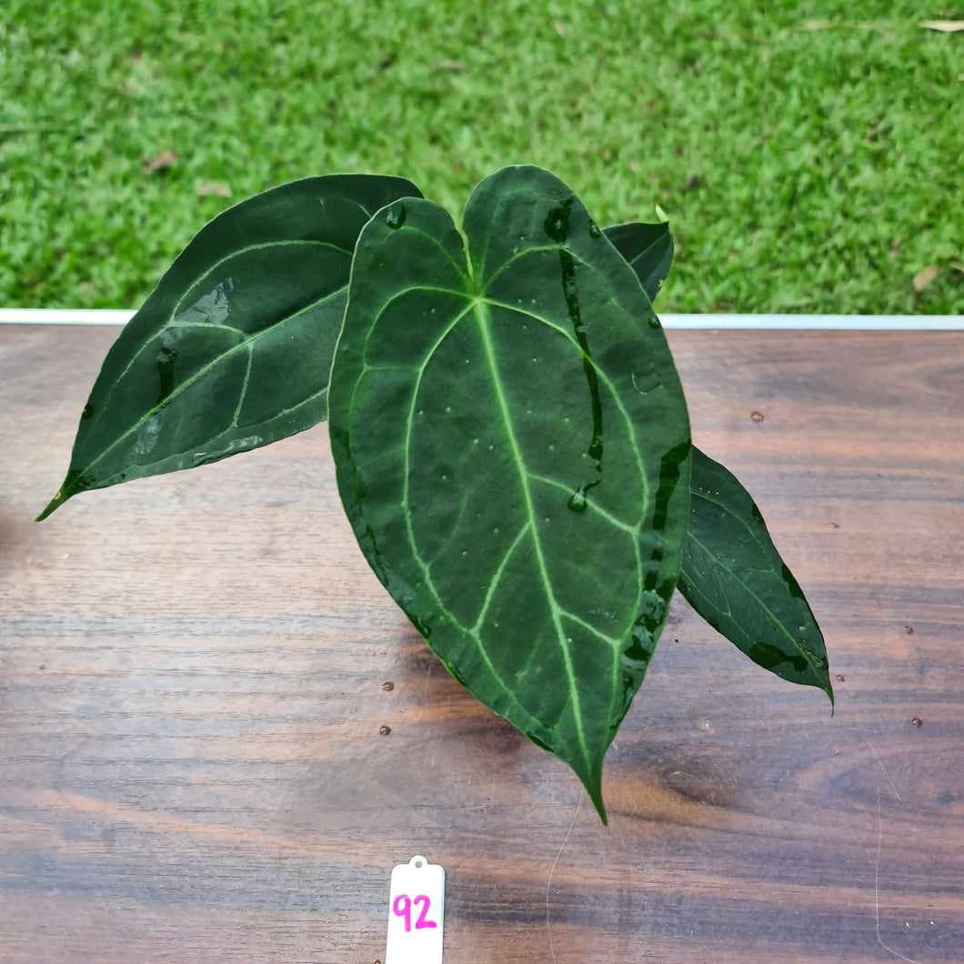 #92 Anthurium 'Dark Night'