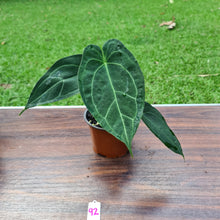 Load image into Gallery viewer, #92 Anthurium &#39;Dark Night&#39;