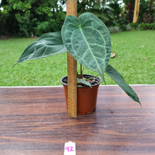 Load image into Gallery viewer, #92 Anthurium &#39;Dark Night&#39;