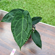 Load image into Gallery viewer, #92 Anthurium &#39;Dark Night&#39;