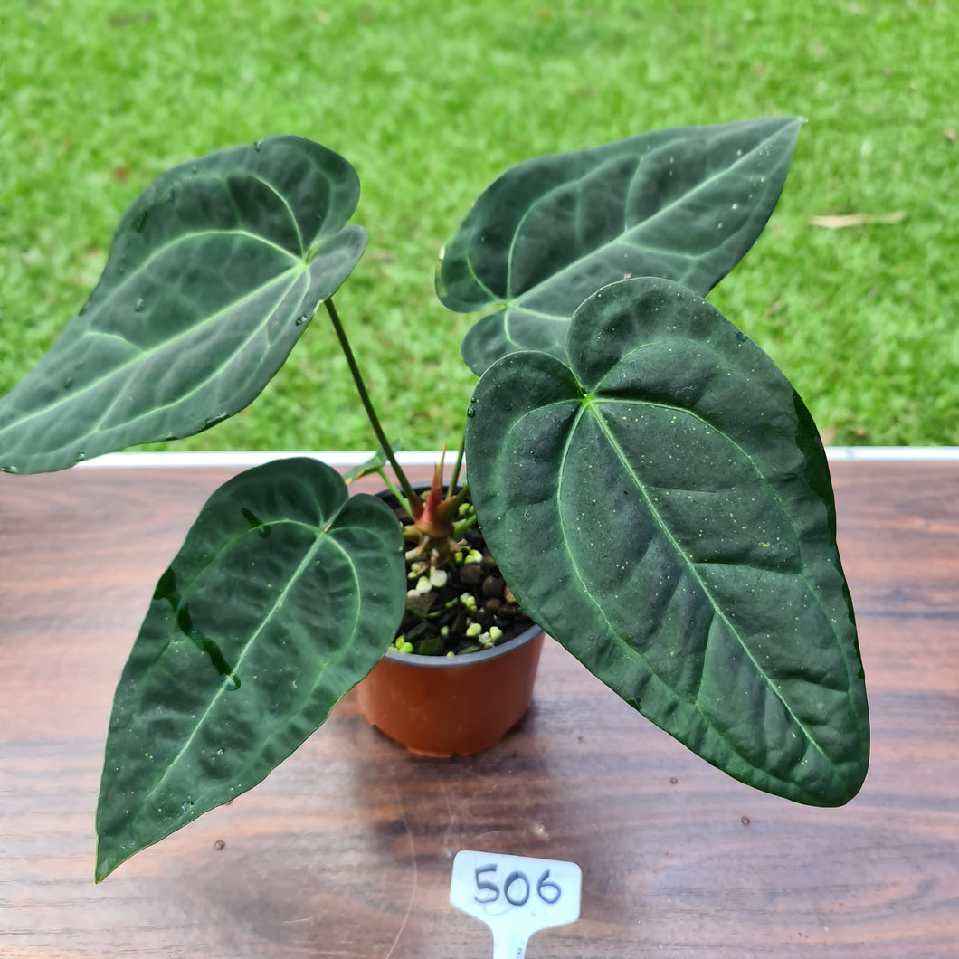 #506 Anthurium 'Black Sensation' x Crystallinum