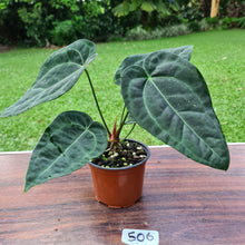 Load image into Gallery viewer, #506 Anthurium &#39;Black Sensation&#39; x Crystallinum
