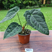 Load image into Gallery viewer, #506 Anthurium &#39;Black Sensation&#39; x Crystallinum