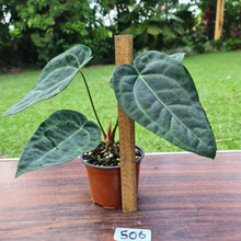 Load image into Gallery viewer, #506 Anthurium &#39;Black Sensation&#39; x Crystallinum