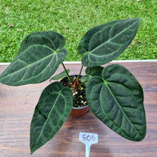 Load image into Gallery viewer, #506 Anthurium &#39;Black Sensation&#39; x Crystallinum