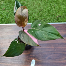 Load image into Gallery viewer, #54 Philodendron Pink Princess