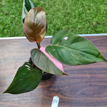 Load image into Gallery viewer, #54 Philodendron Pink Princess