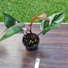 Load image into Gallery viewer, #54 Philodendron Pink Princess