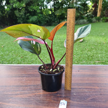 Load image into Gallery viewer, #54 Philodendron Pink Princess