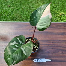 Load image into Gallery viewer, #320 Philodendron Pink Princess