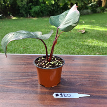 Load image into Gallery viewer, #320 Philodendron Pink Princess