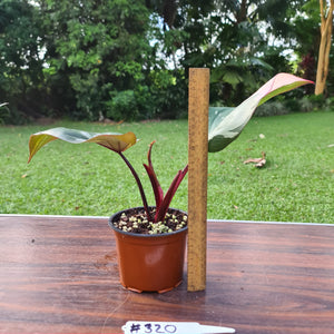 #320 Philodendron Pink Princess
