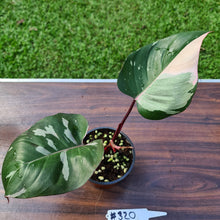 Load image into Gallery viewer, #320 Philodendron Pink Princess
